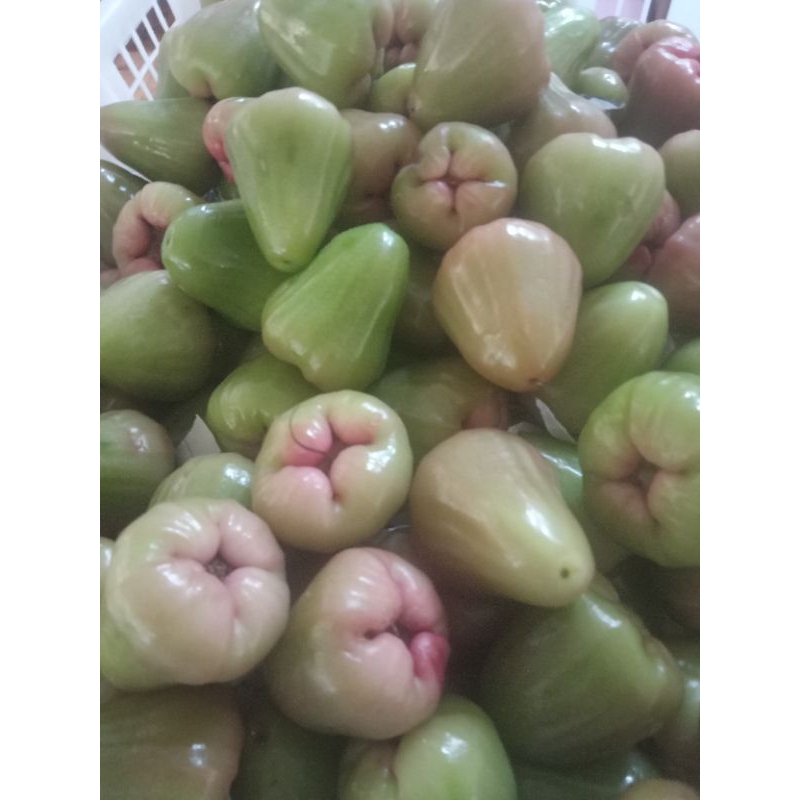 

CINGCALO | Jambu Cingcalo | Cingcalo Kayen Kudus | Cingcalo Manis