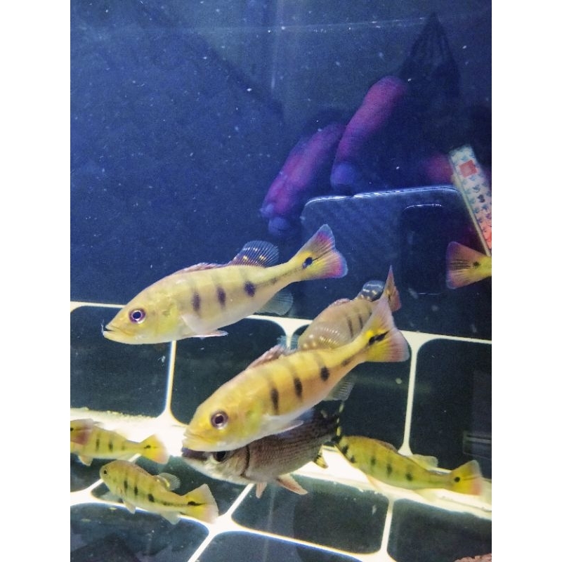 peacock bass mono 12cm termurah