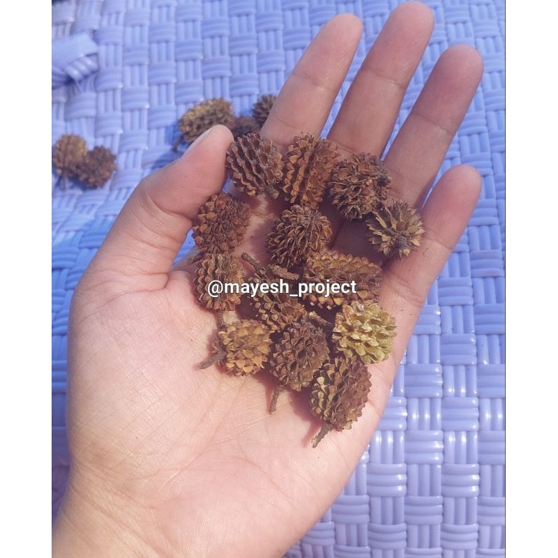 Biji bunga cemara kering / duren-durenan/ bunga cemara laut kering