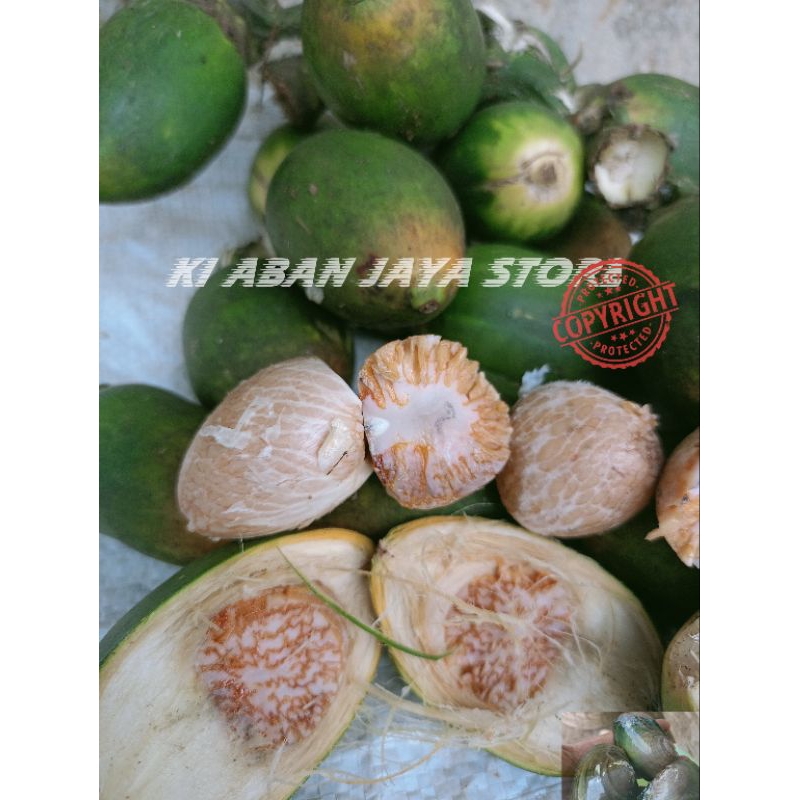 

Buah Pinang Tua 500 gram jambe herb