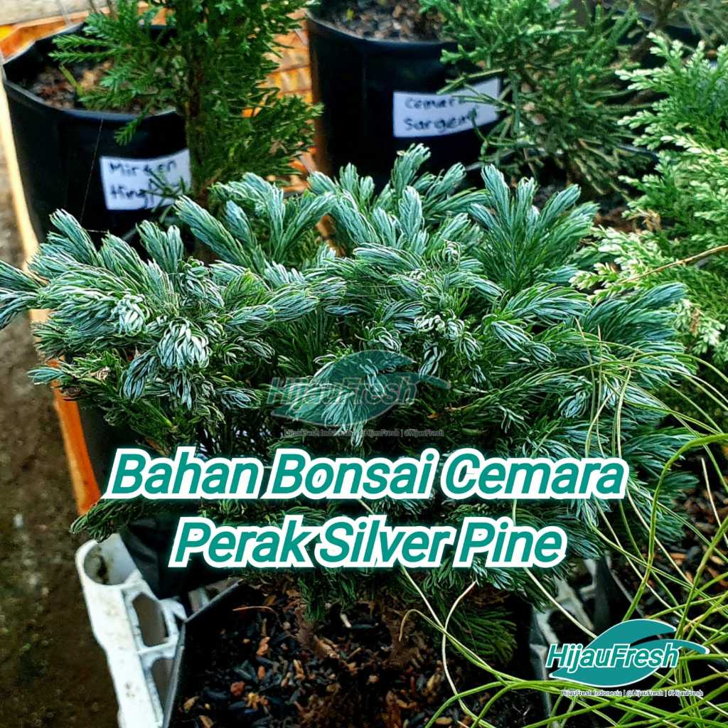 Cemara Perak Silver Pine Bahan Bonsai | HijauFresh | @HijauFresh | #HijauFresh