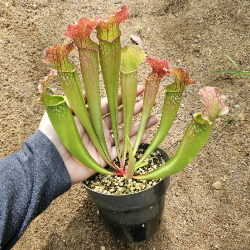 

Sarracenia Velvet
