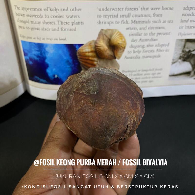 Fosil Kerang Purba Merah B34 atau Fossil Bivalvia atau Fosil Kijing atau Fosil Keong atau Fosil Temu