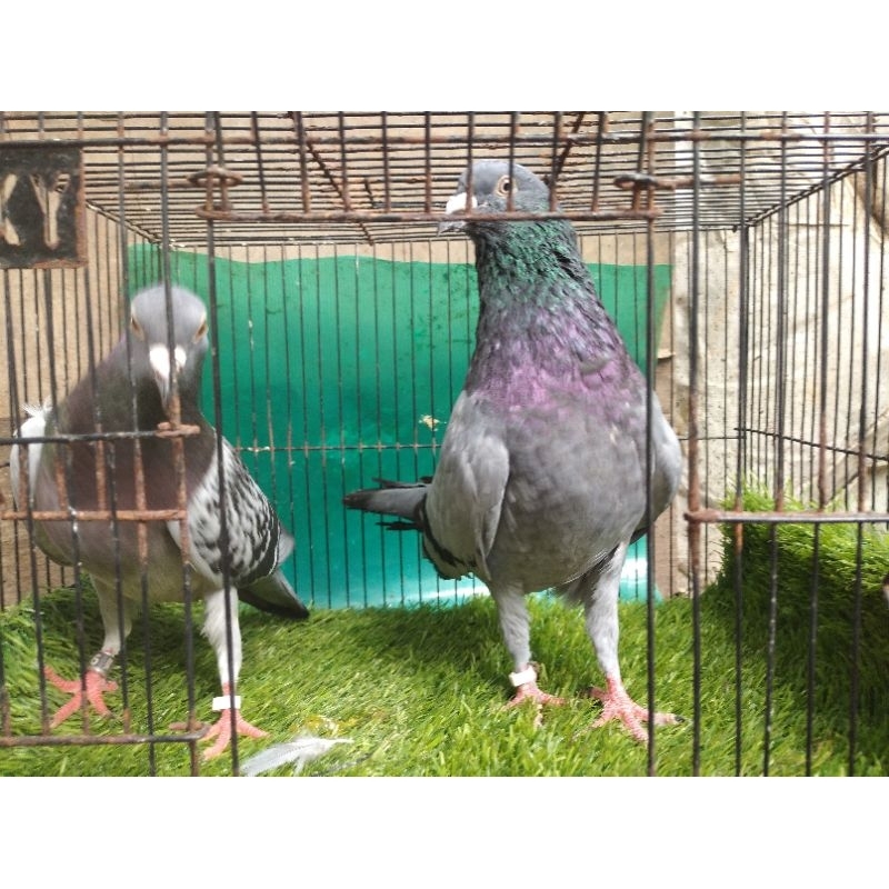 merpati pos Belgia sepasang indukan