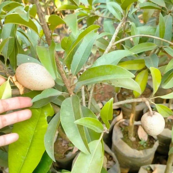 Sudah  BERBUAH - Bibit Tanaman Buah Sawo - Bisa tanam dalam pot