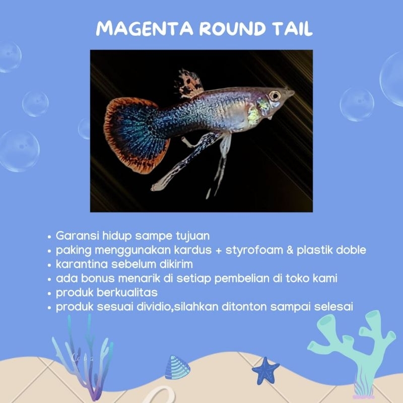 

BOX PAKING G0PI(magenta round t4il)