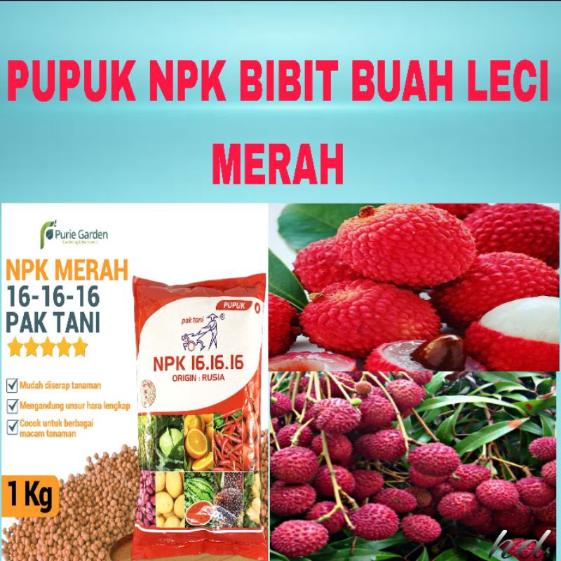 Bibit Buah leci  merah (SIAP BERBUAH)