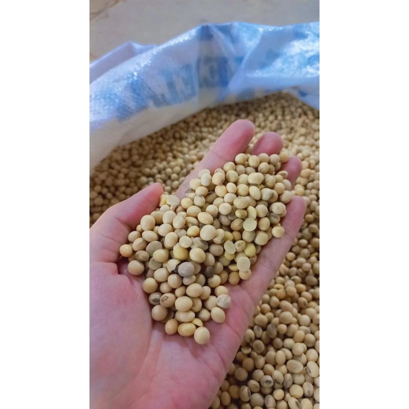 

Kacang Kedelai No 1 USA Import - Kedelai Tempe - Kedelai Susu