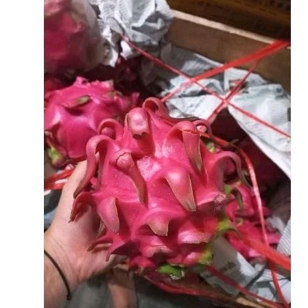 

Buah Naga Superan Jumbo / 1kg