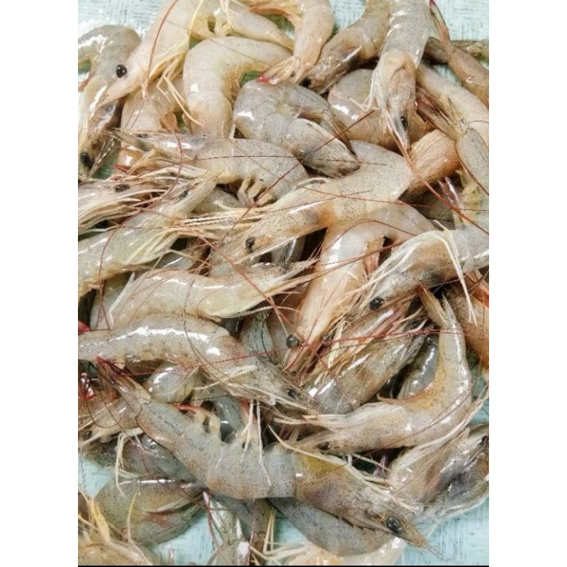 

udang Fresh 250gr