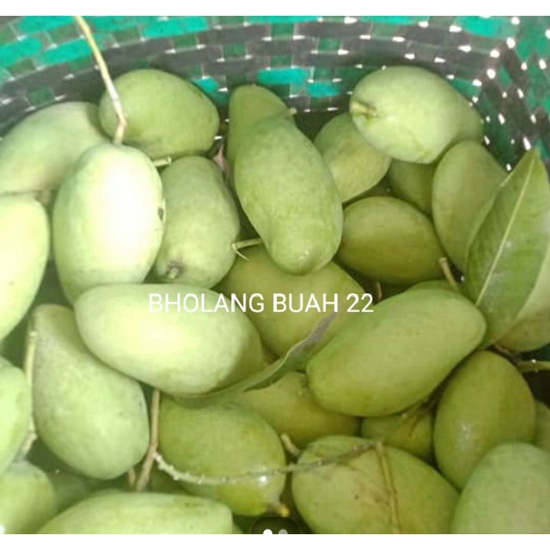 

mangga muda ompyong isi 1kg sangat cocok untuk rujak