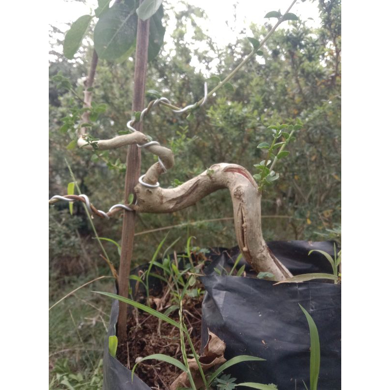 bonsai sancang meliuk