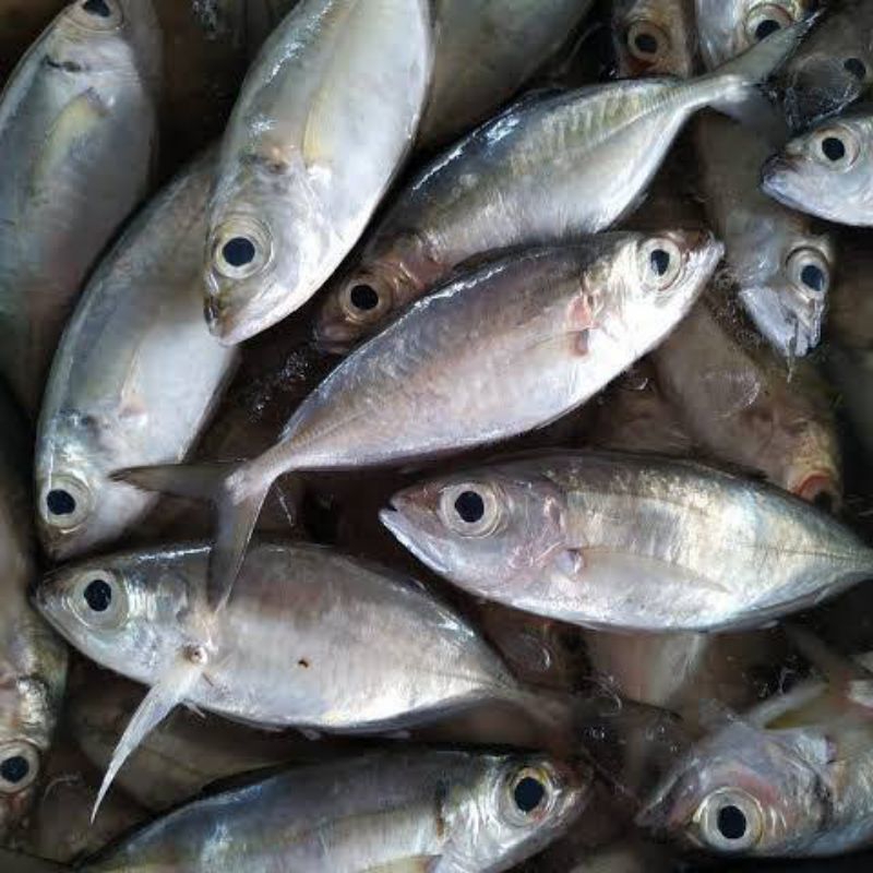 

ikan Kembung Mata Belo Segar - 1 Kilogram