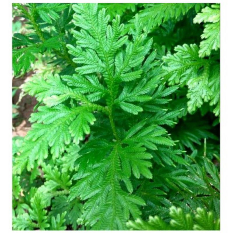 

Daun ceker ayam pres 500grm