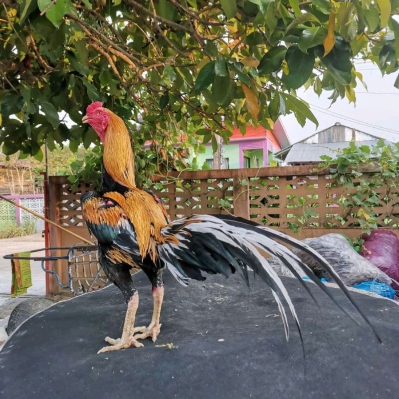 telur ayam bangkok liring kuning F1/ayam siam