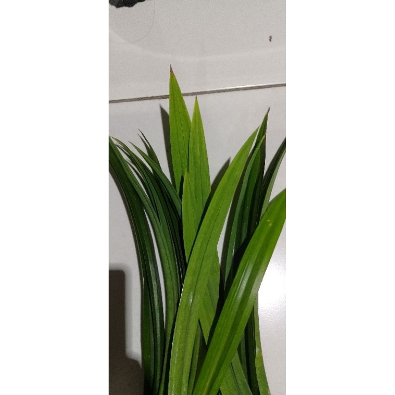

Daun pandan utuh
