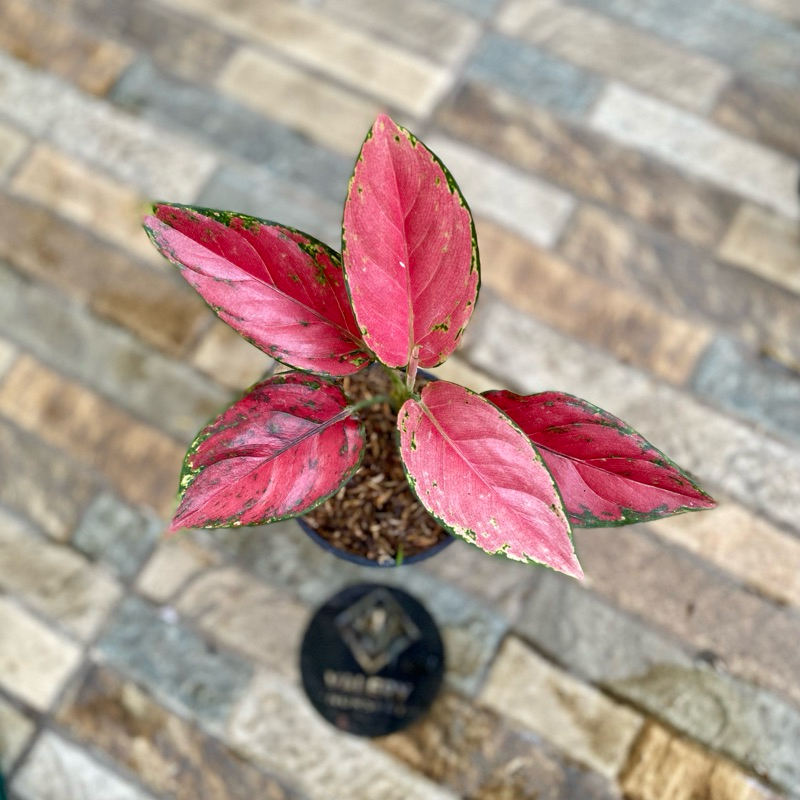 Aglaonema Red Venus