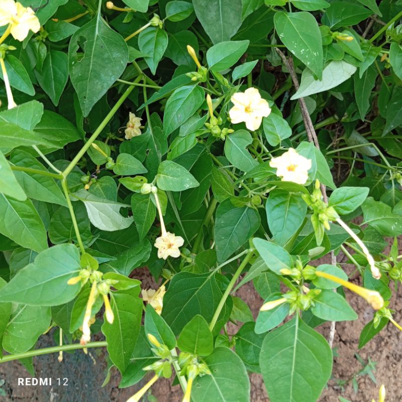 

Daun Pukul empat segar 500 gram