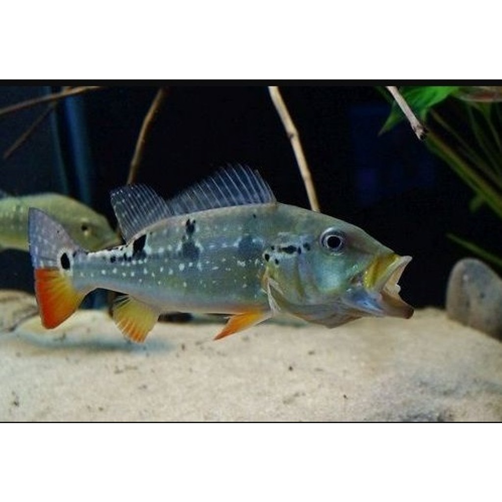 Hiasan Aquarium Pbass Pinima (baca deskripsi)