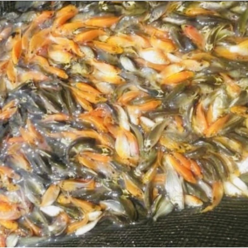 ikan mas pakan ikan predator