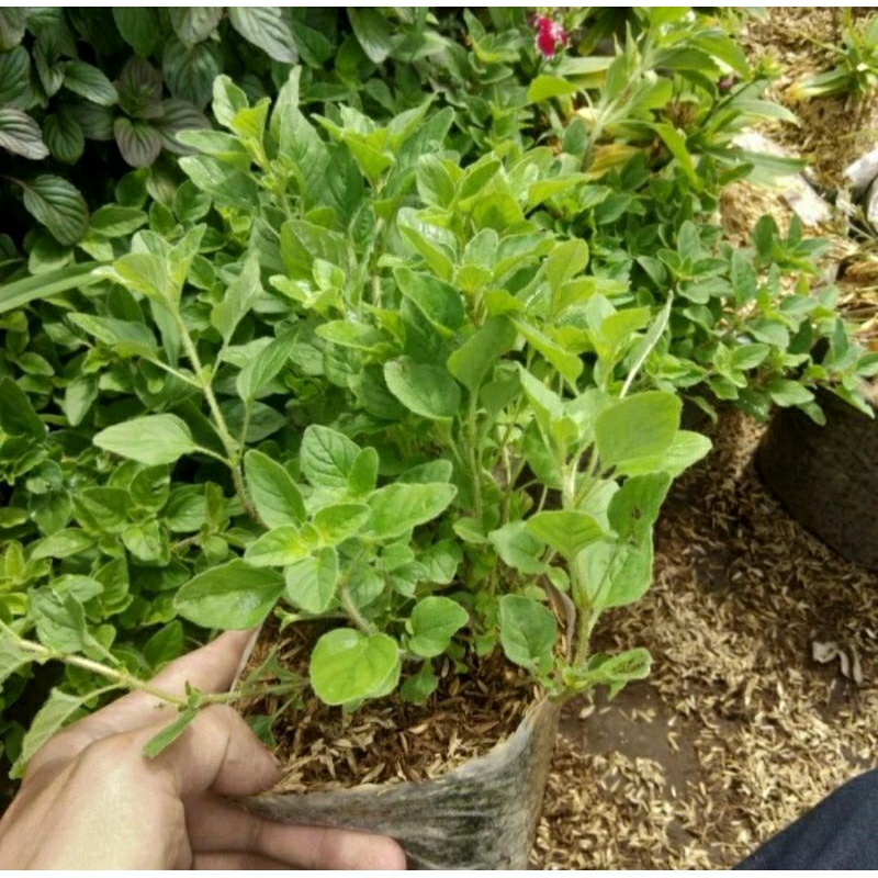 Jivara56 Tanaman Oregano