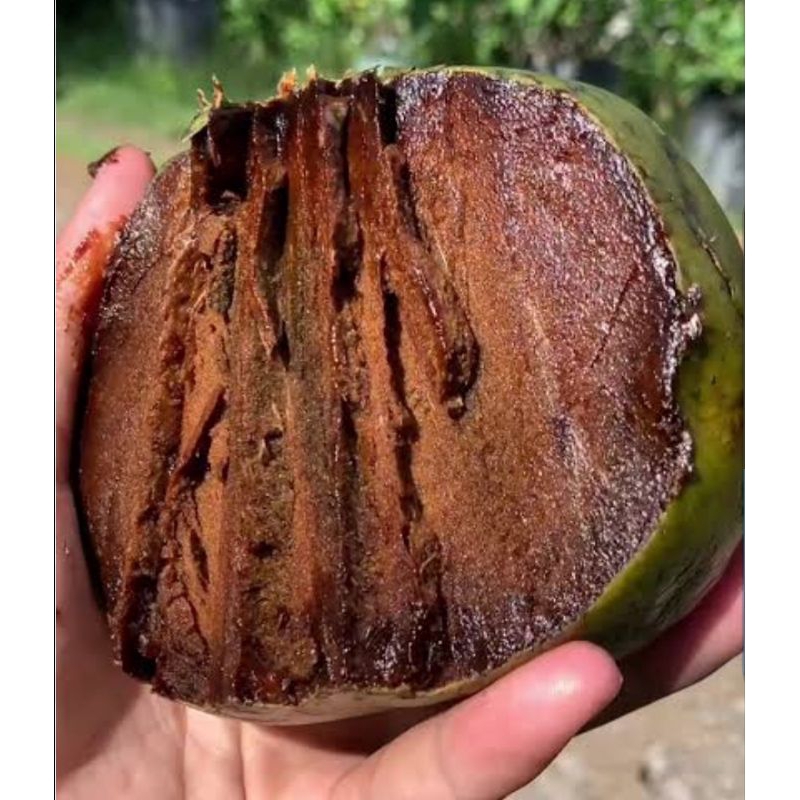 

buah giant black sapotte