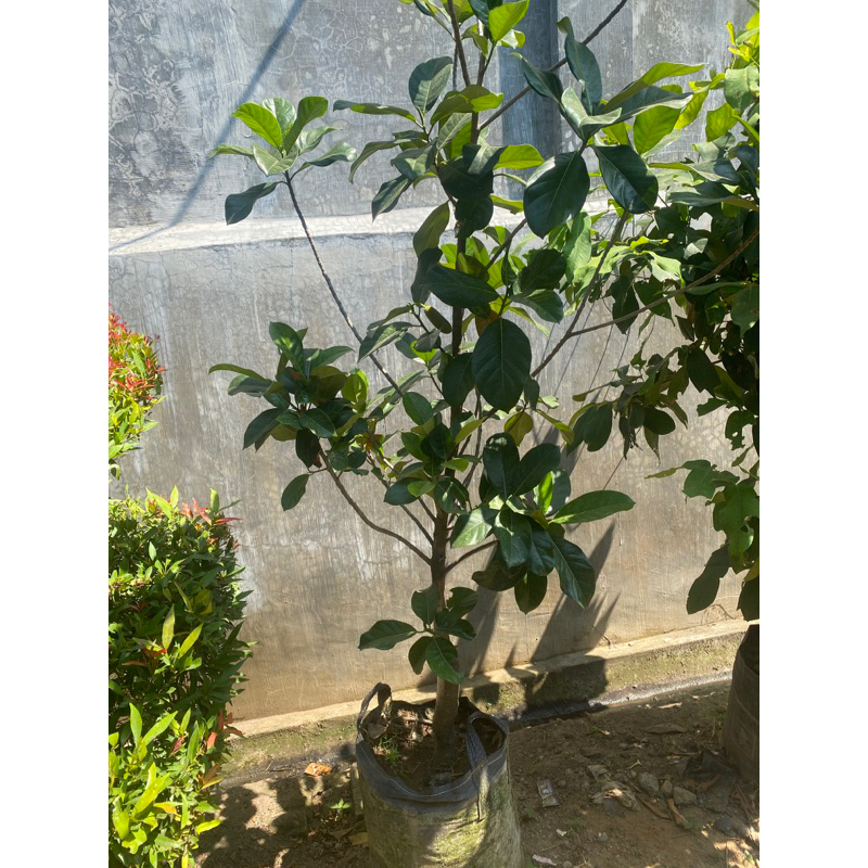 Bibit Nangka madu berbuah