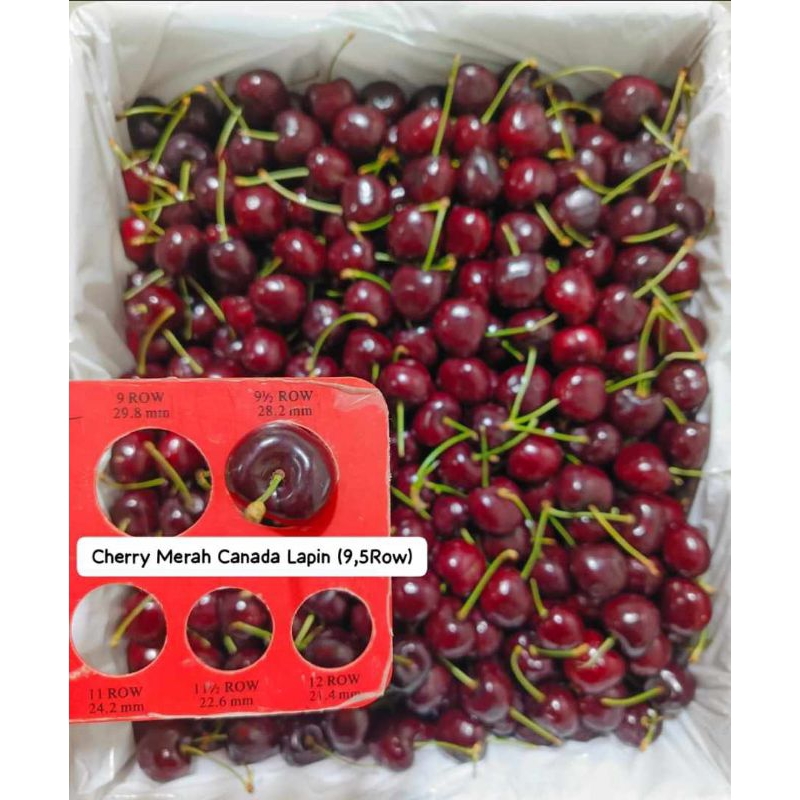 Cherry Merah Canada Staccato9,5Row/kg