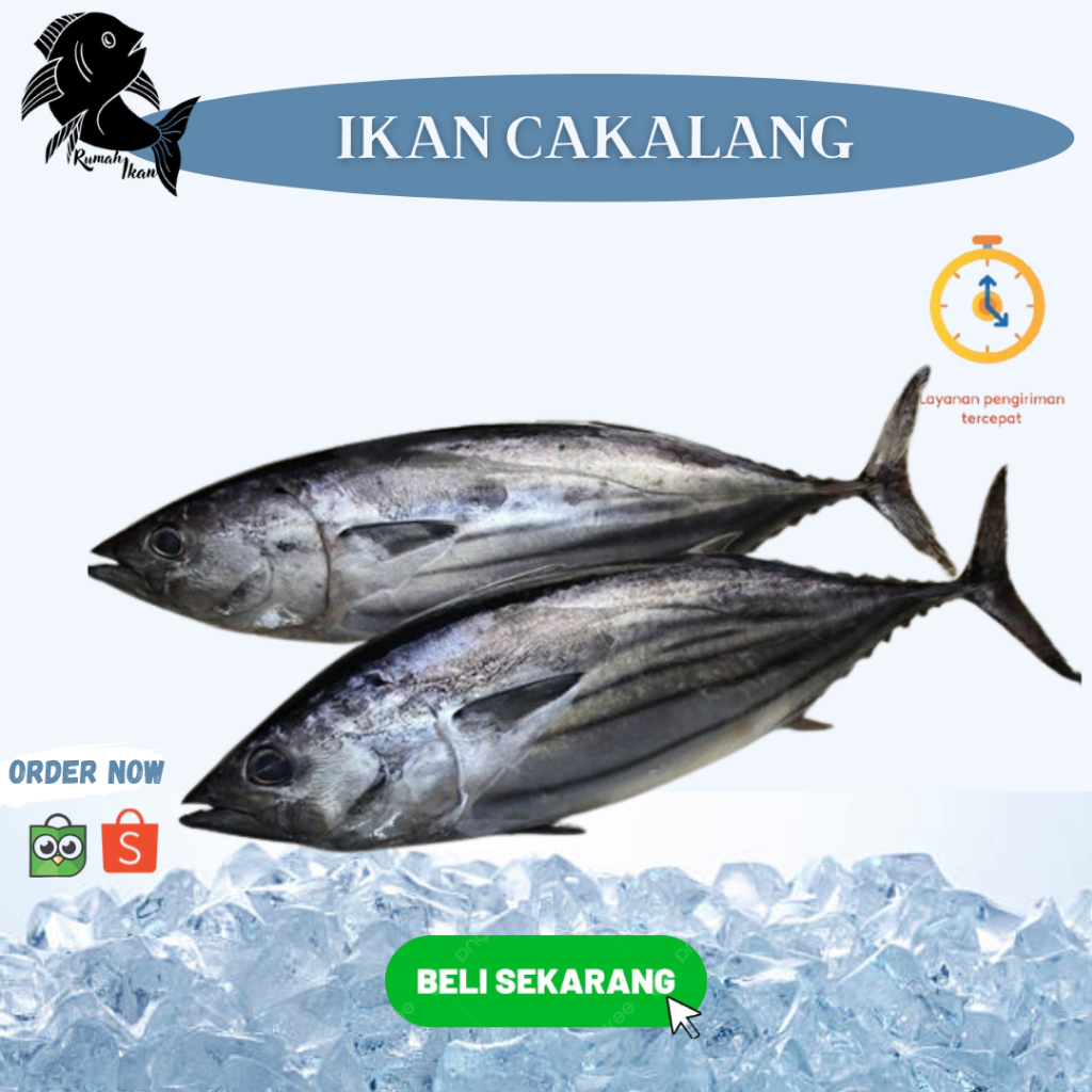 

Ikan Cakalang Segar Bestseller 1Kg