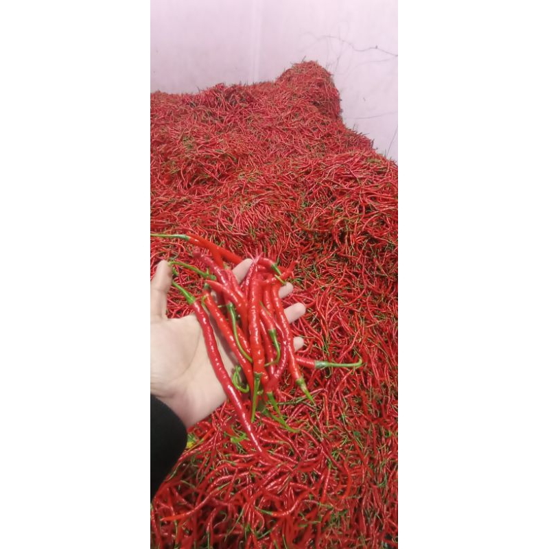 

Cabe kriting Pedas Fresh Bunda dengan Rasa Pedas Khas Makanan