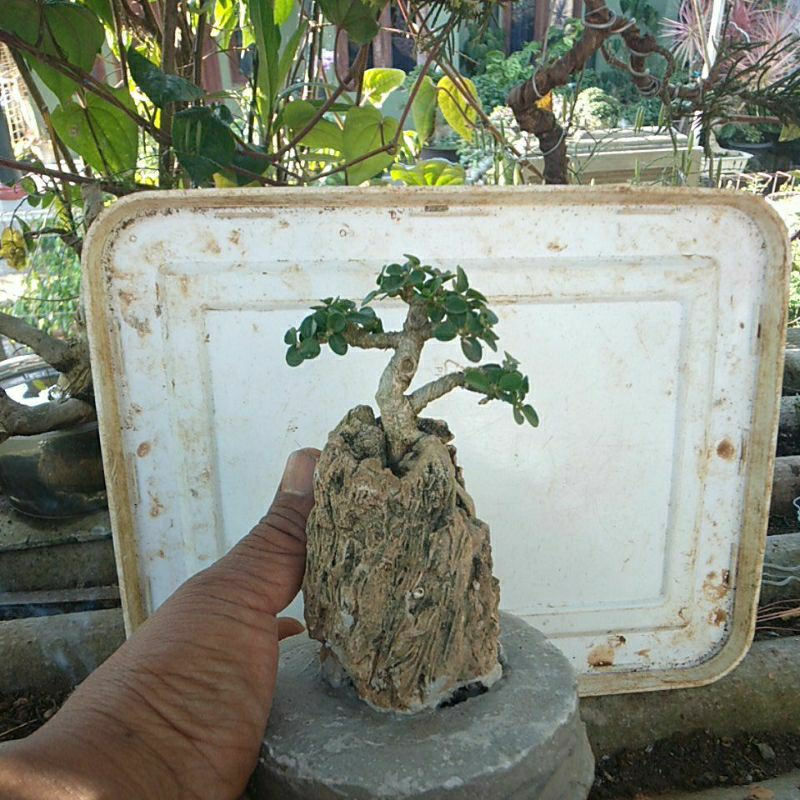 Bonsai Mame Sancang On The Rock