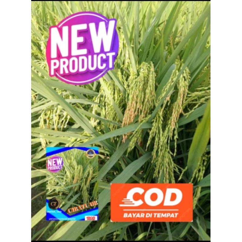 Benih padi cibatu 08 kemasan 1kg original
