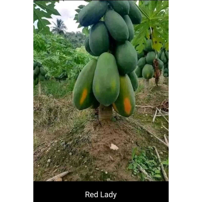 Benih Pepaya RED LADY 786 isi 50 Biji