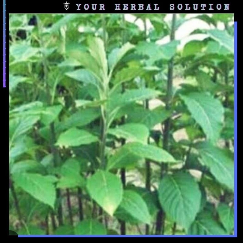 

DAUN SAMBUNG NYAWA / DAUN AFRIKA SEGAR 100GR • HERBAL MURAH DI PETIK LANGSUNG SAAT ORDER MASUK