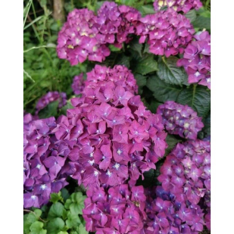 Bunga Hortensia Ungu Import Bibit Bunga Hortensia Rimbun