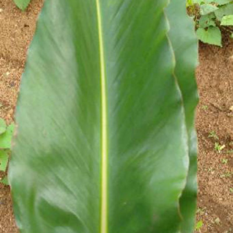

Daun honje daun kecombrang segar 500 gram petik langsung