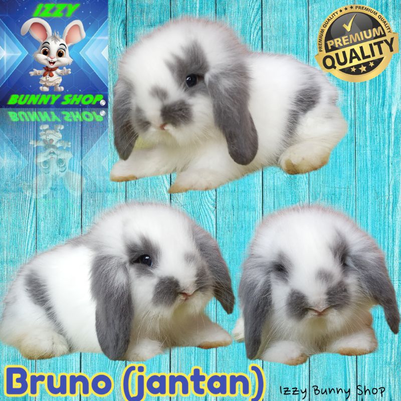 Kelinci Hias Fuzzy Lop Lucu IZZY BUNNY SHOP