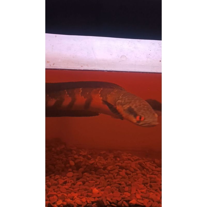 RED BAR,SBK,LEMPUYANG,PANGKALANBUN NYENI ABANGKUH