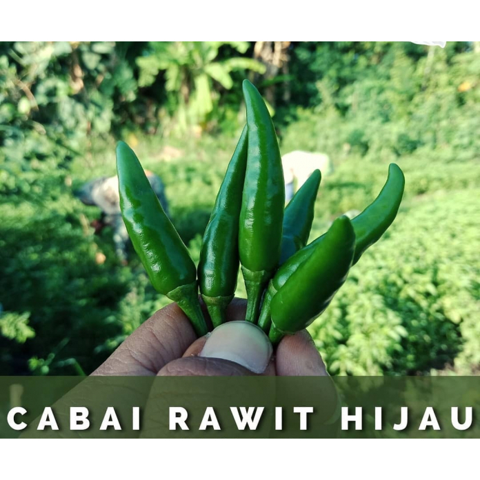 

Cabe rawit hijau