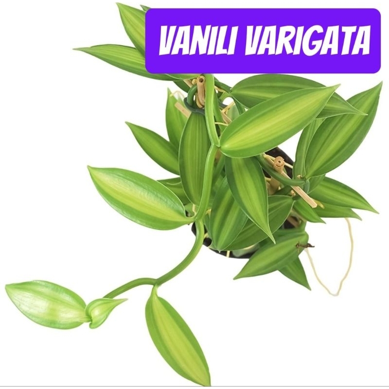 VANILI VARIGATA BIBIT TANAMAN HIAS VANILI bibit vanili berkebun
