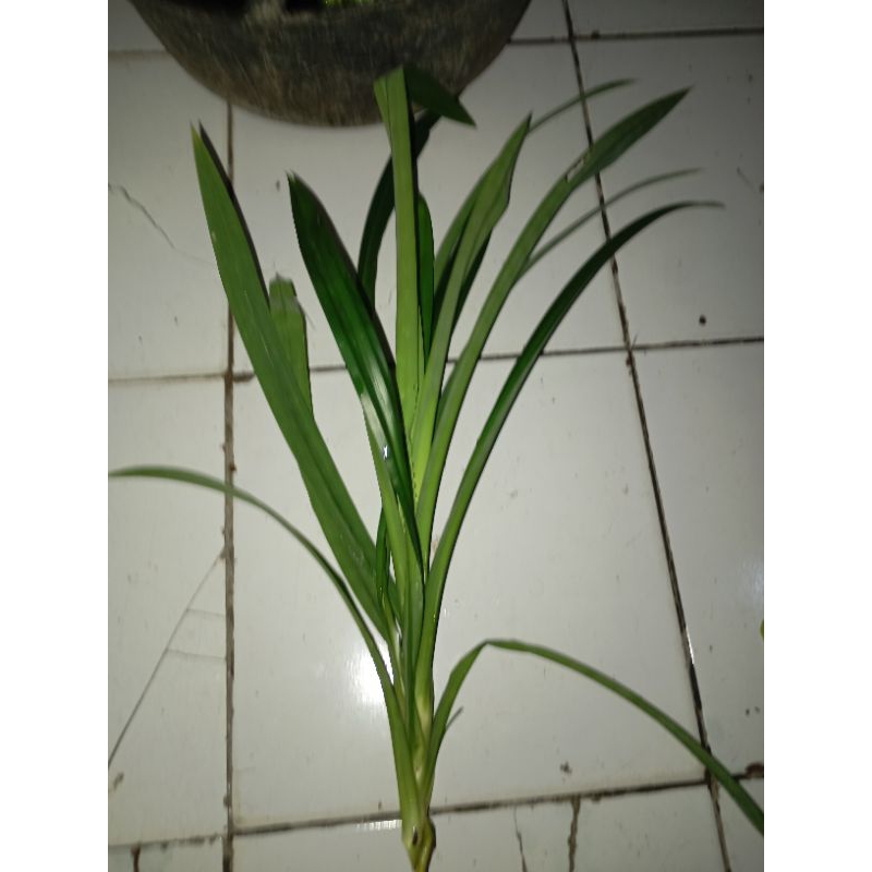 

Daun pandan