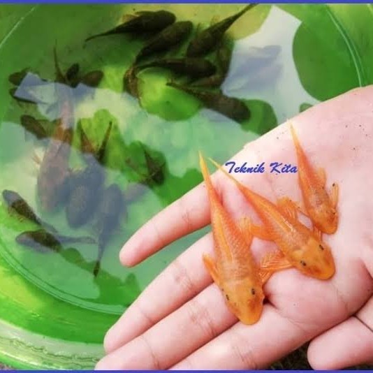 IKAN SAPU SAPU ALBINO/ikan hias aquascape /ikan hias dasar