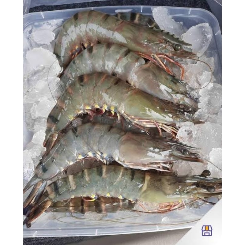 

udang windu size 25 1kg