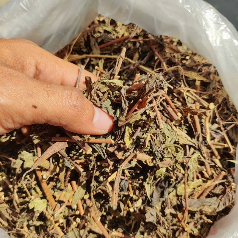 

Herbal Daun Kumis Kucing Kering - Kumis Kucing Kering Asli