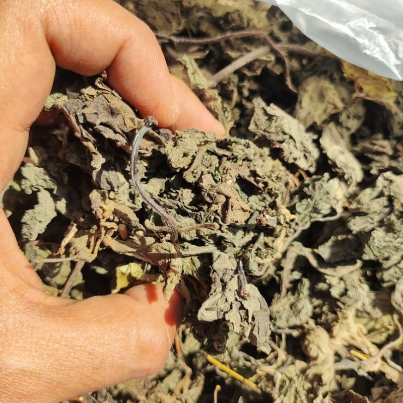 

Teh Daun Insulin Kering - Daun Insulin Kering Alami