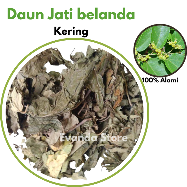 

TEMURAH 500gr Daun jati belanda kering Premium