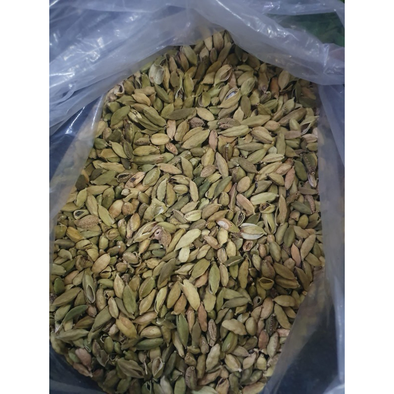 

papi saiyo kapulaga hijau kapol india kapol ijo green cardamom 1kg 500gr