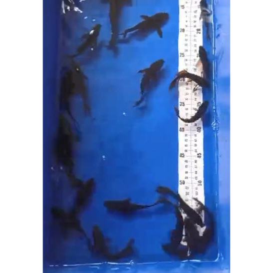 Koi Karasi Hitam Slayer / Kumpay / Black Karasi Slayer  13-16 Cm