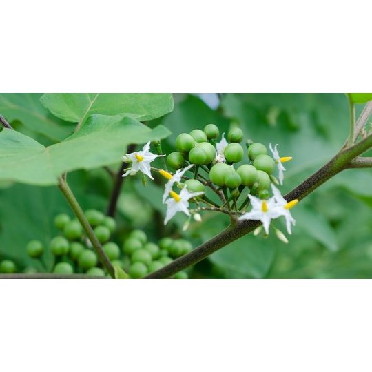 

Buah Takokak segar 100 gram