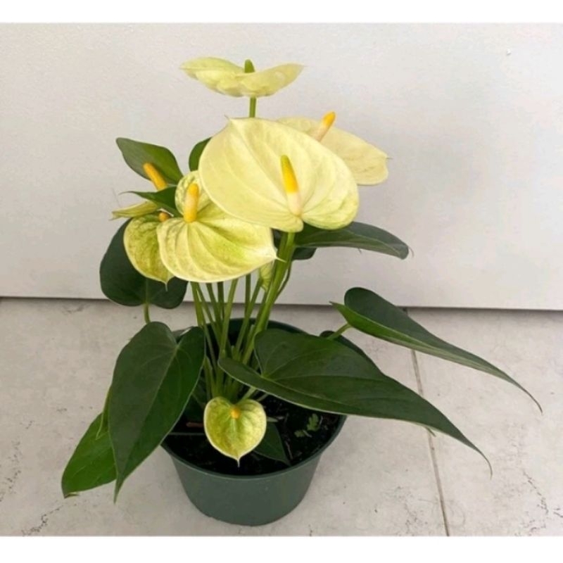 TANAMAN HIAS ANTHURIUM MICKEY MOUSE BUNGA KUNING